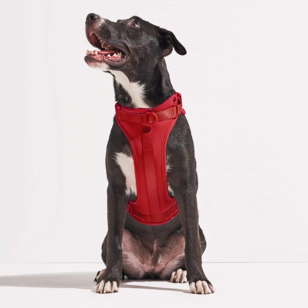 Wild One Dog Harness Red Small